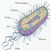 Free download BacterialChemotaxis Windows app to run online win Wine in Ubuntu online, Fedora online or Debian online