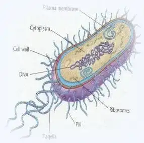 Download web tool or web app BacterialChemotaxis