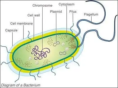 Descărcați instrumentul web sau aplicația web BacterialChemotaxis