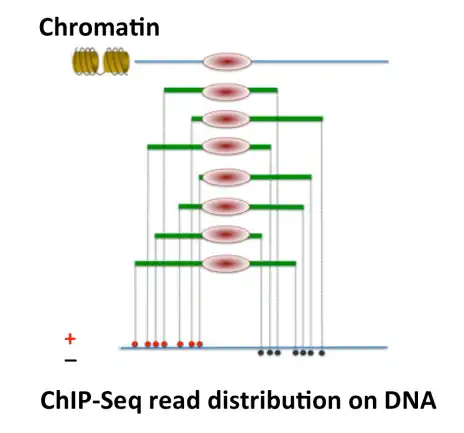 הורד כלי אינטרנט או אפליקציית אינטרנט ChIP-Seq