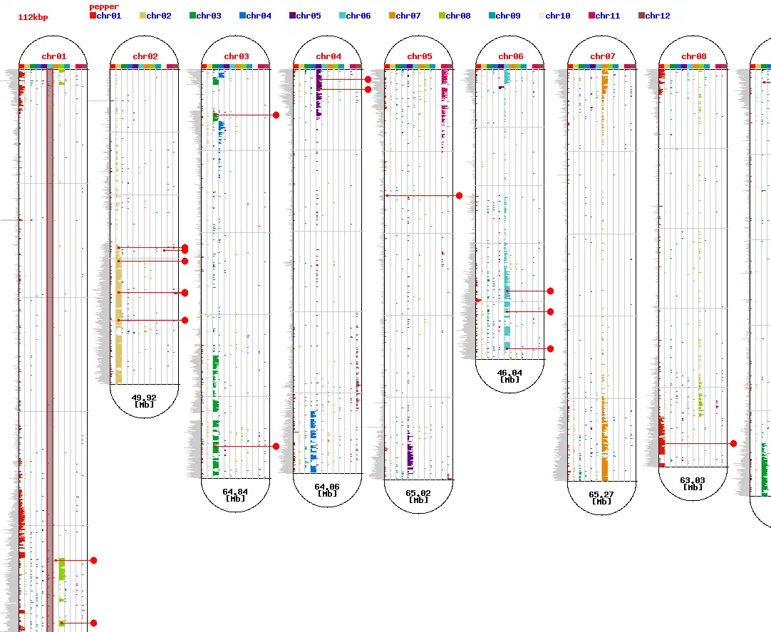 Download web tool or web app Comparative synteny analysis viewer