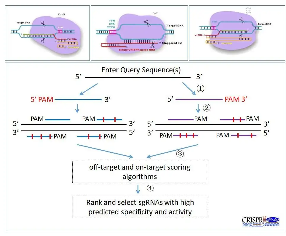 قم بتنزيل أداة الويب أو تطبيق الويب CRISPR-offinder-v1-2