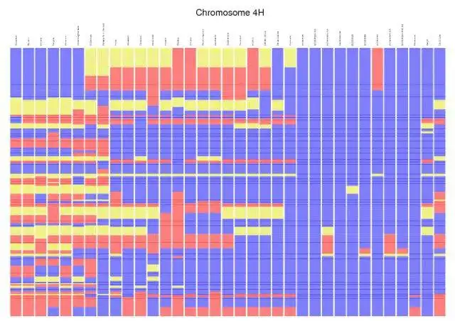 Download web tool or web app Diversity Maps to run in Linux online