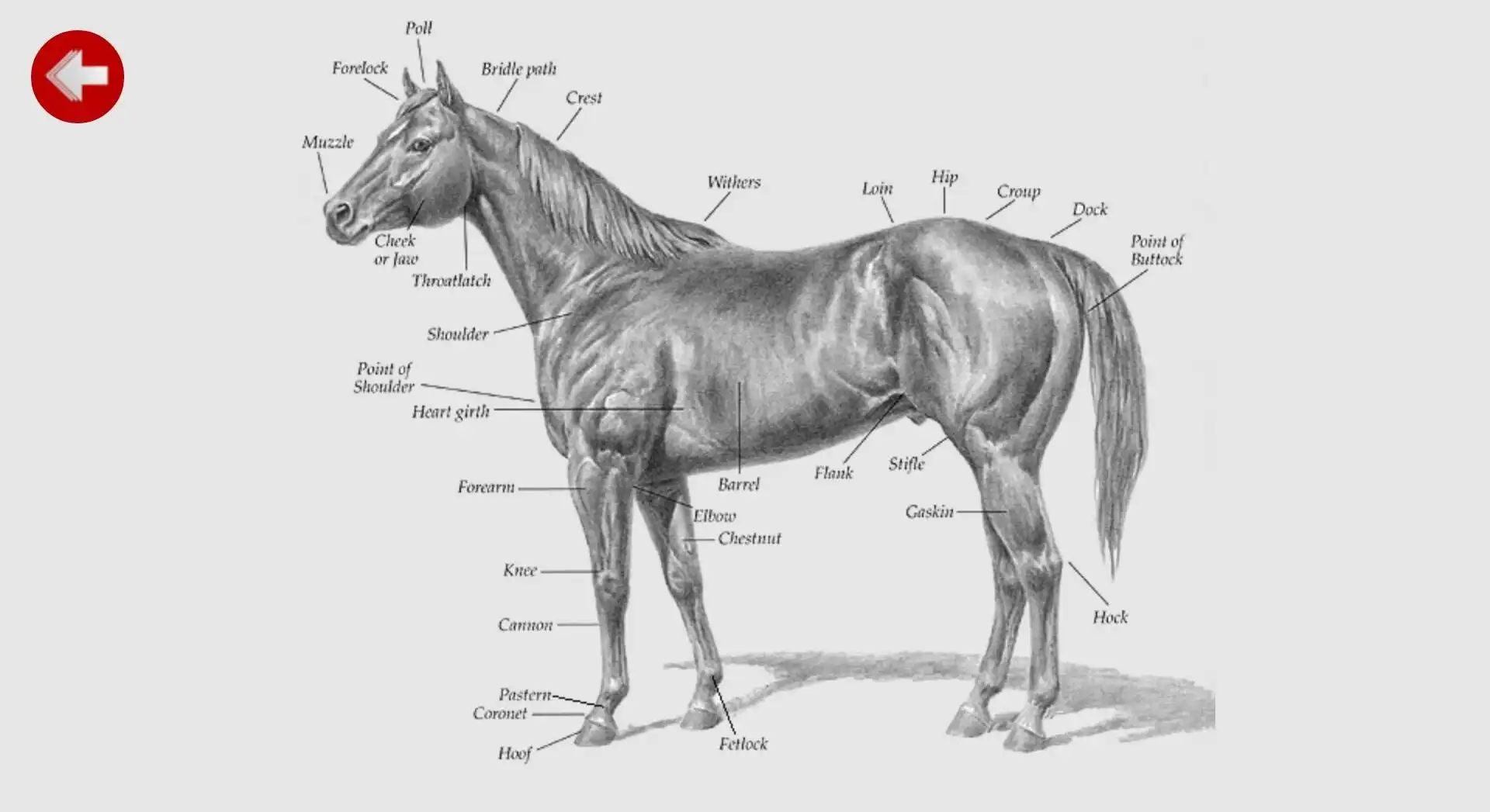 Download web tool or web app Equus - Horse Education