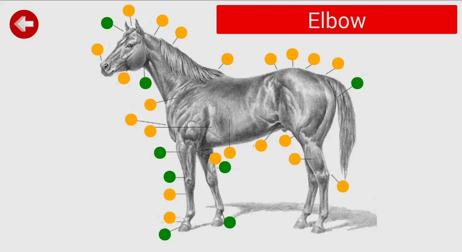 Download web tool or web app Equus - Horse Education