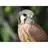 Free download Kestrel Linux app to run online in Ubuntu online, Fedora online or Debian online
