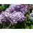 Free download Lilac - a Java assembler Windows app to run online win Wine in Ubuntu online, Fedora online or Debian online