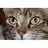 Free download OverSight(OS) Windows app to run online win Wine in Ubuntu online, Fedora online or Debian online