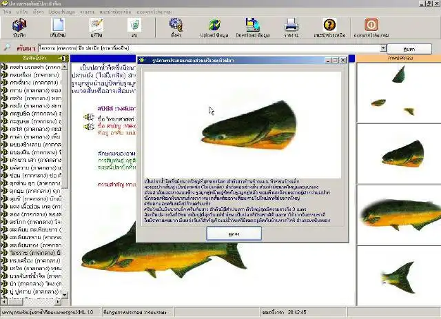 Download web tool or web app Thai Fresh water fish lexicon